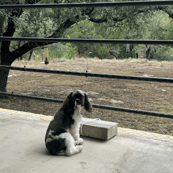 Small black-and-white dog sitting on a concrete patio beside a block, with a fenced yard and trees in the background.