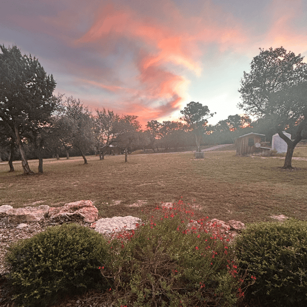 Sunset light over a rural yard with scattered trees, a small shed, and rocky border with red flowers in the foreground