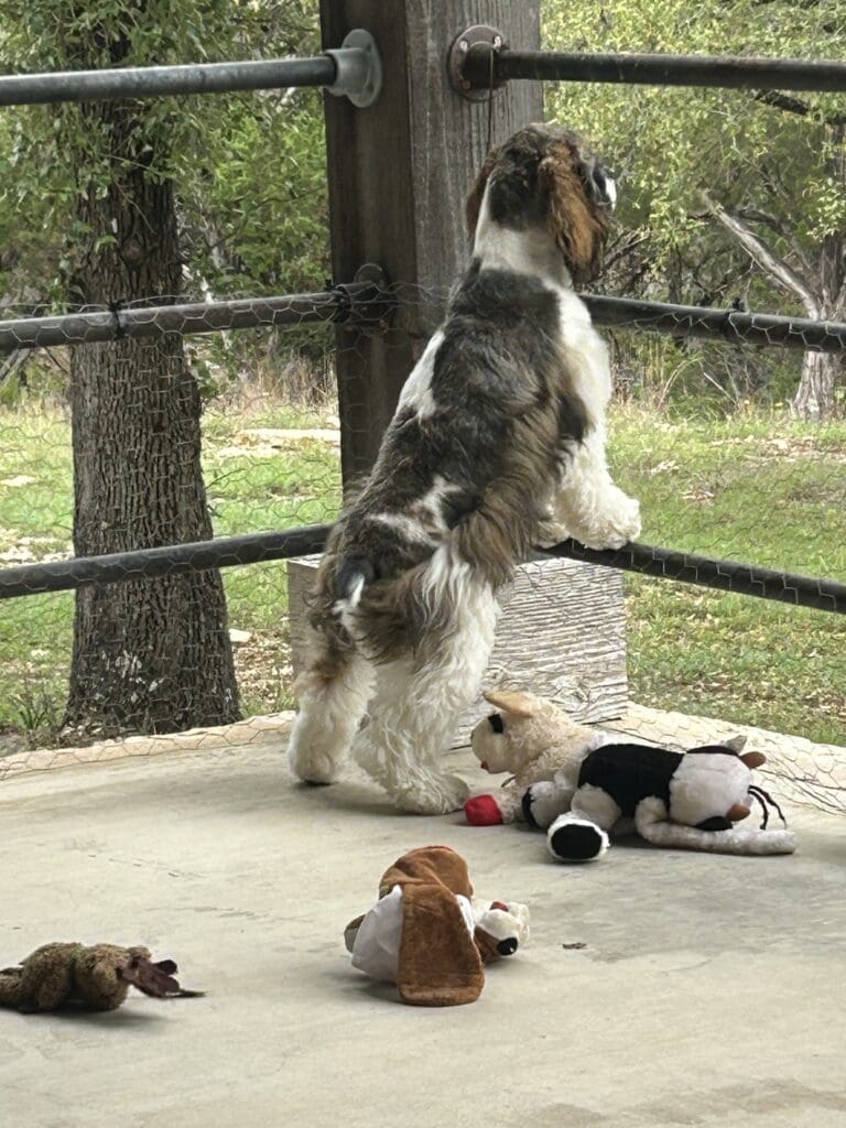 Image of cocker spaniel looking out fence